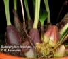 Bulbophyllum levanae  (5)